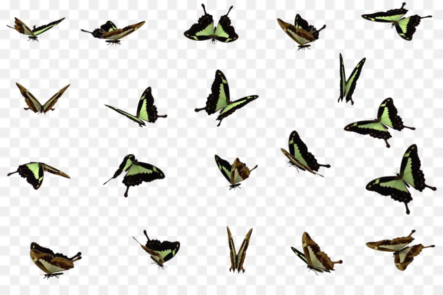 Papillons，Insectes PNG