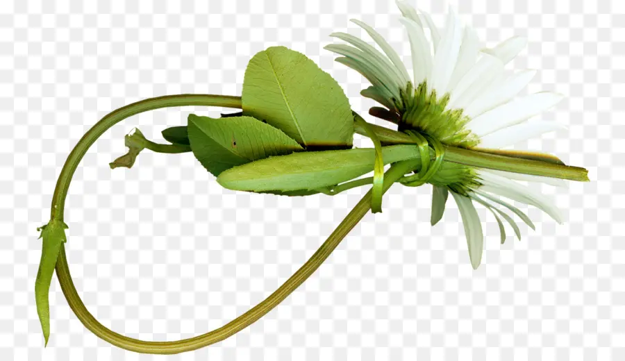Chrysanthemum Indicum，Gratuitement PNG