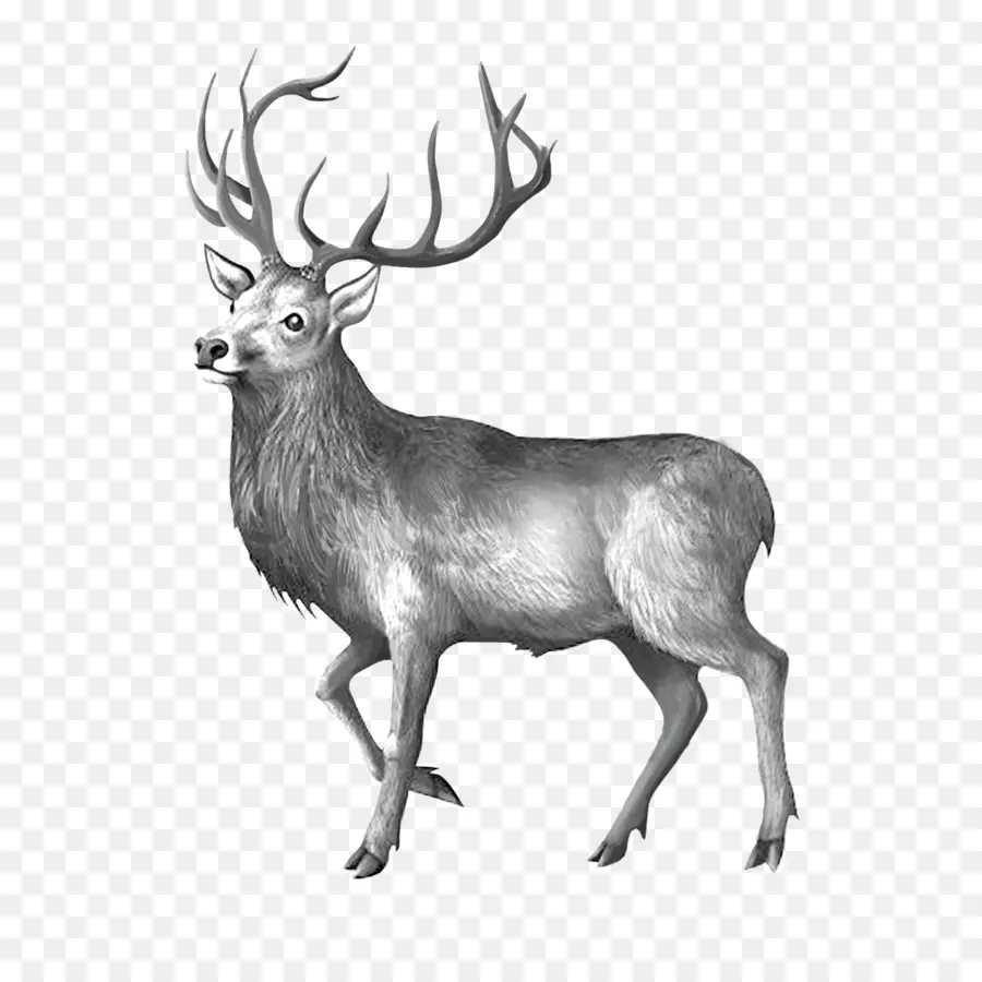 Elk，Rennes PNG