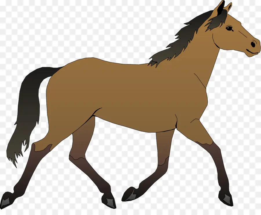Cheval，Poulain PNG