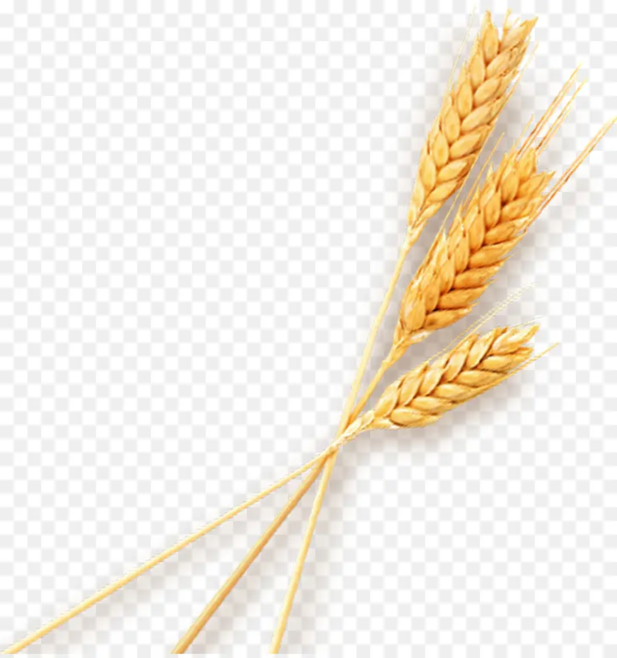 Blé，Grains PNG