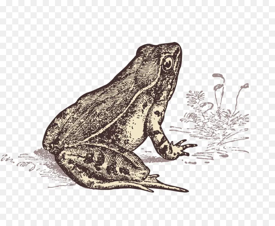 Grenouille Vintage，Grenouille PNG