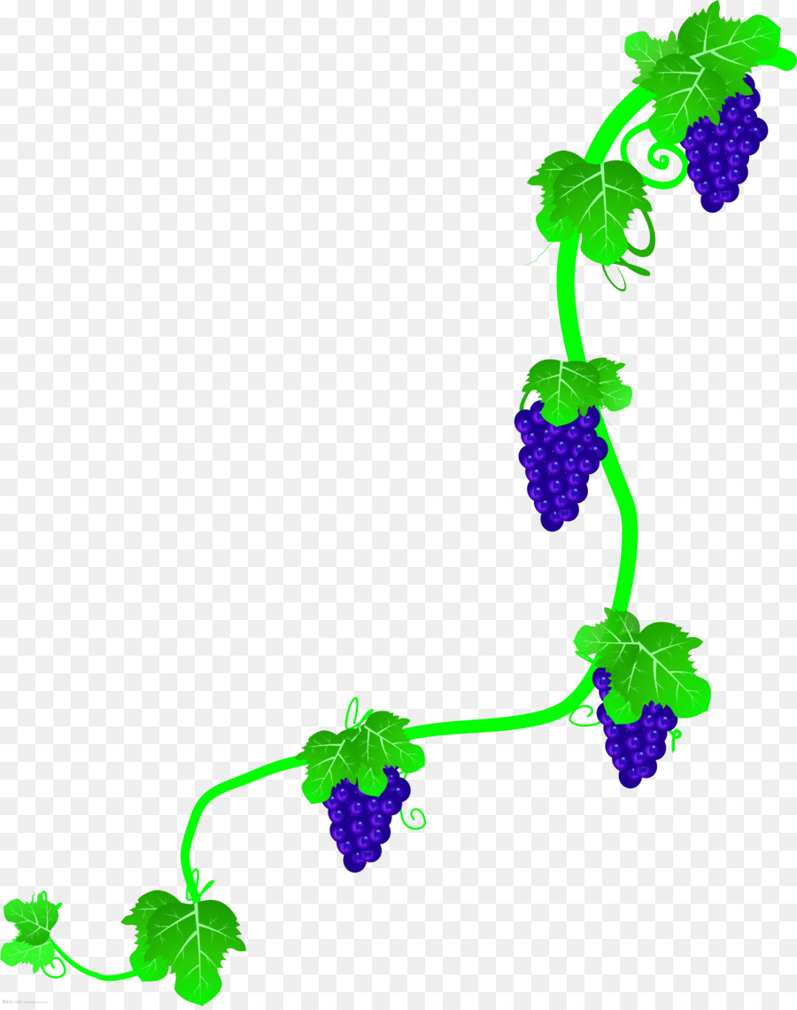 Vigne，Fruit PNG