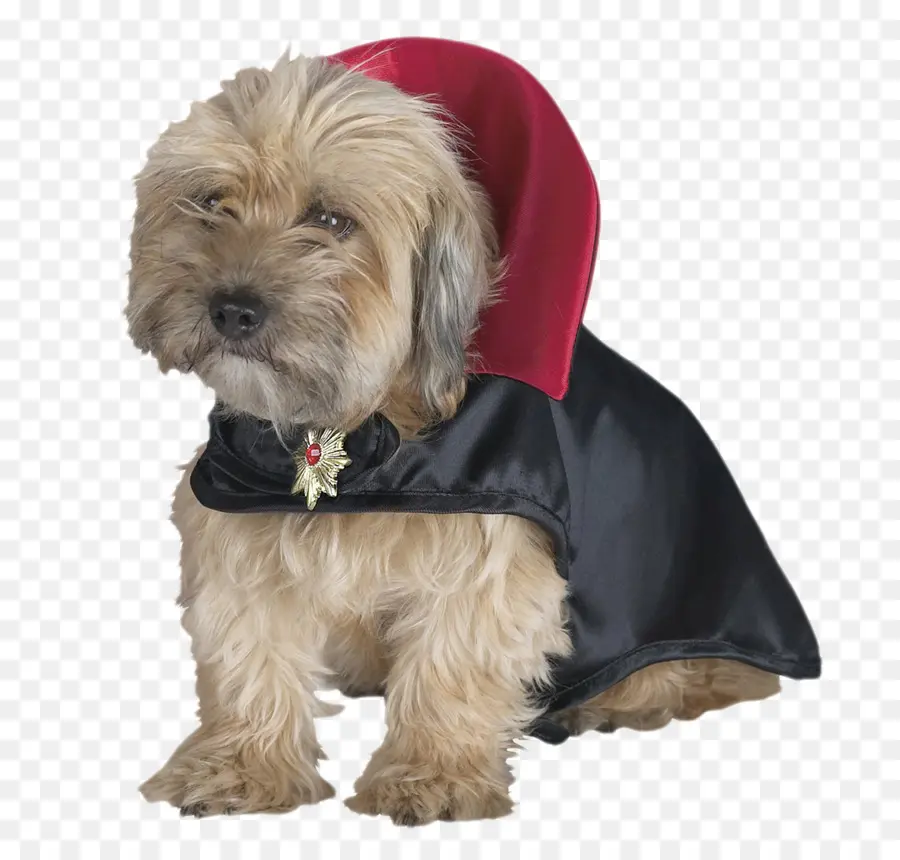 Chien En Costume，Animal De Compagnie PNG