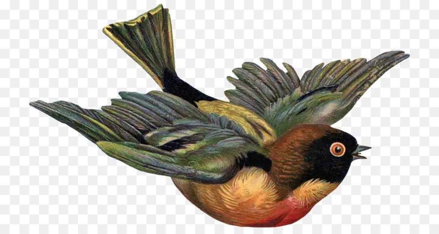 Oiseau Volant，Coloré PNG