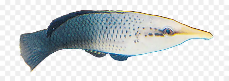 Poisson，Aquatique PNG