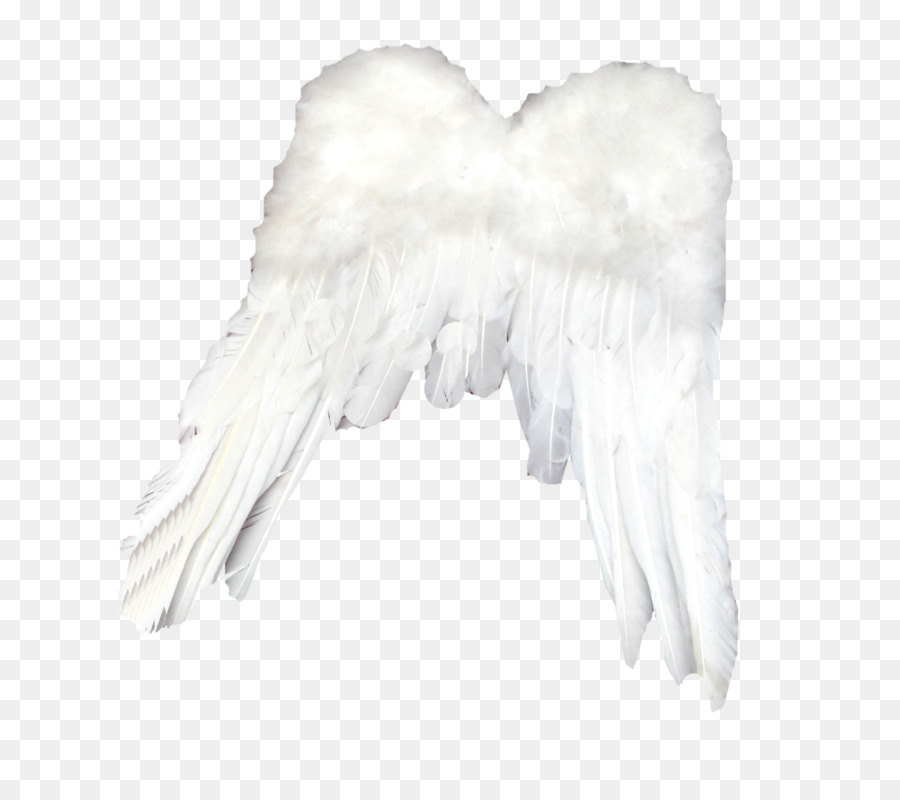 Ailes D'ange Blanches，Plumes PNG