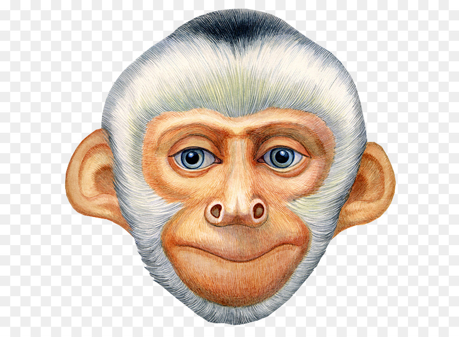 Visage De Singe，Réaliste PNG