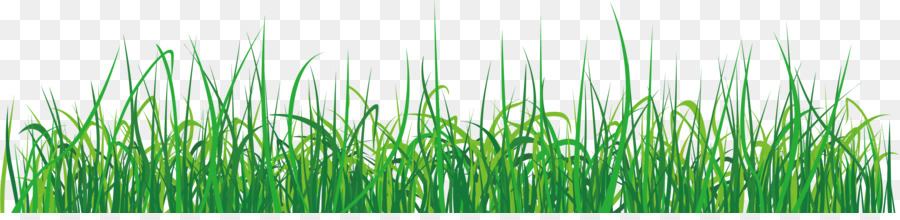 Herbe Verte，Pelouse PNG