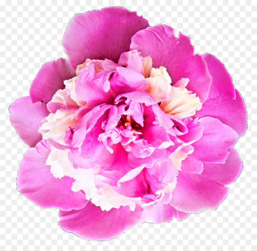 Fleur Rose，Floraison PNG