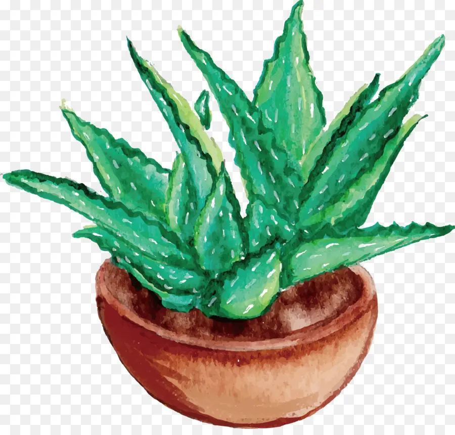 L Aloe Vera，Peinture à L Aquarelle PNG