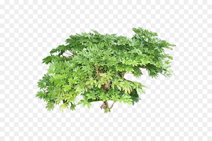 Plante Verte，Feuilles PNG