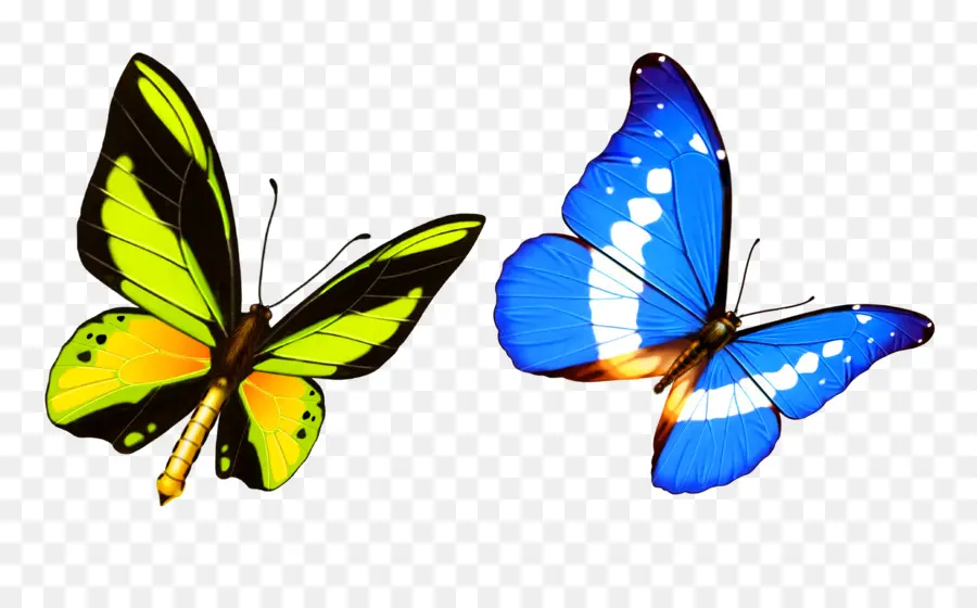 Papillon，De Transparence Et De Translucidité PNG