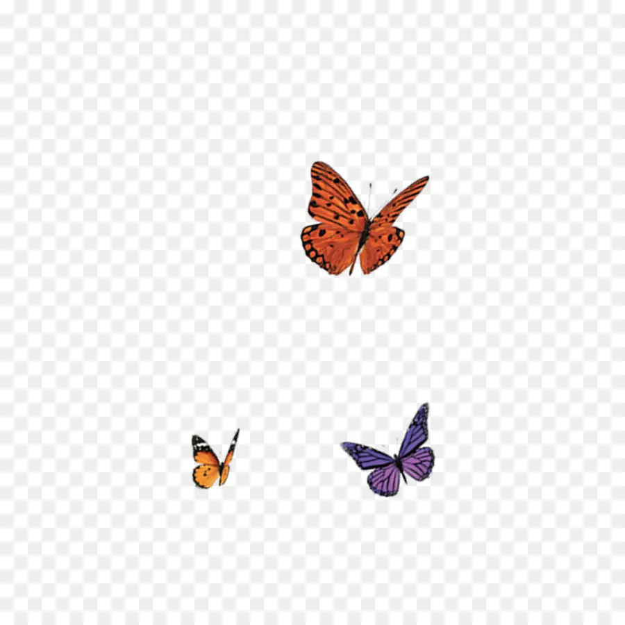 Papillons，Coloré PNG