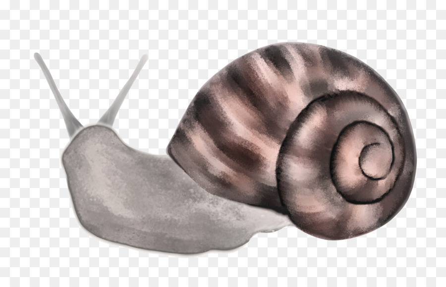 Escargot，Nautilida PNG