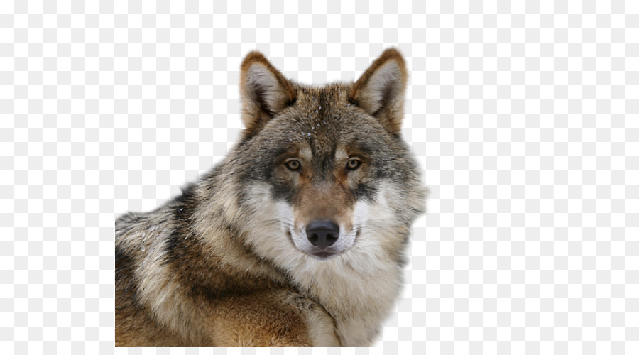 chien loup tchecoslovaque saarloos loup la toundra de lalaska loup png chien loup tchecoslovaque saarloos loup la toundra de lalaska loup transparentes png gratuit toundra de lalaska loup png