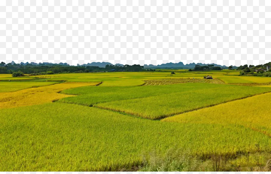 Champ De Riz，Jaune PNG