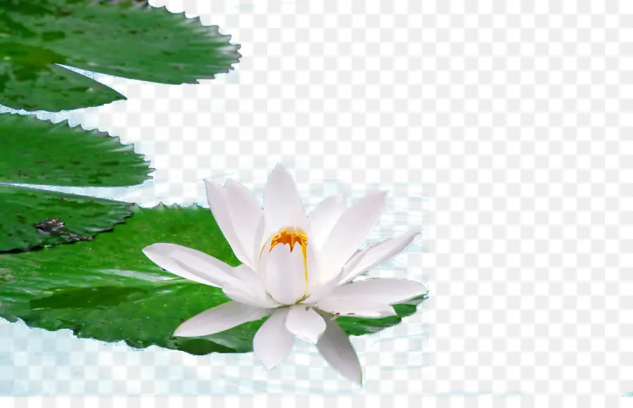 Lotus Blanc，Fleur PNG