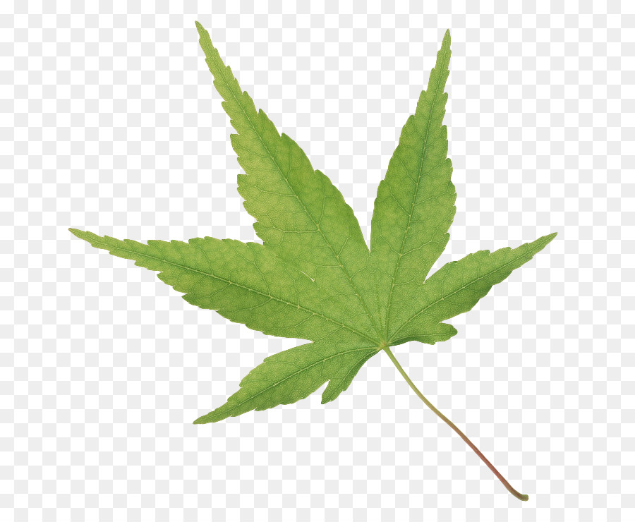 Feuille De Cannabis，Cannabis PNG