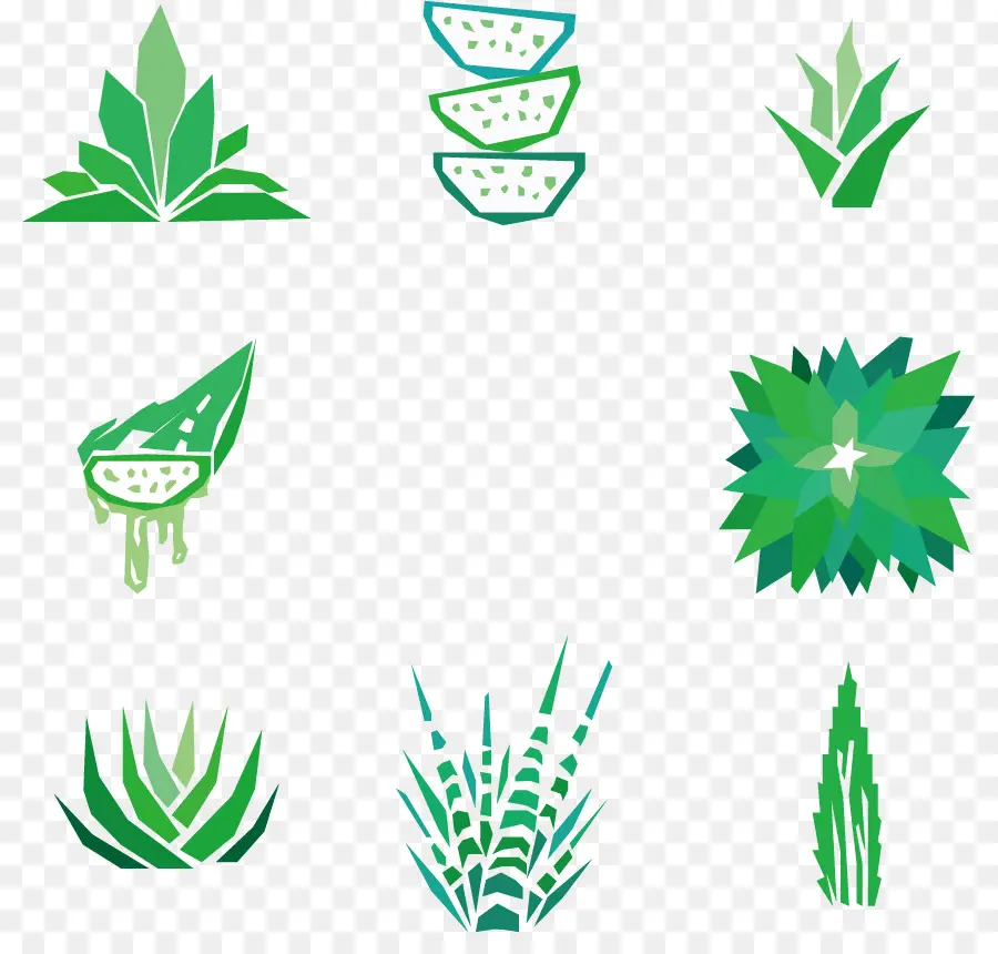 Icônes D’aloe Vera，À Base De Plantes PNG