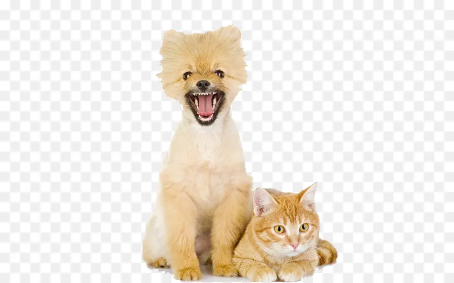 Chien Et Chat，Animaux De Compagnie PNG