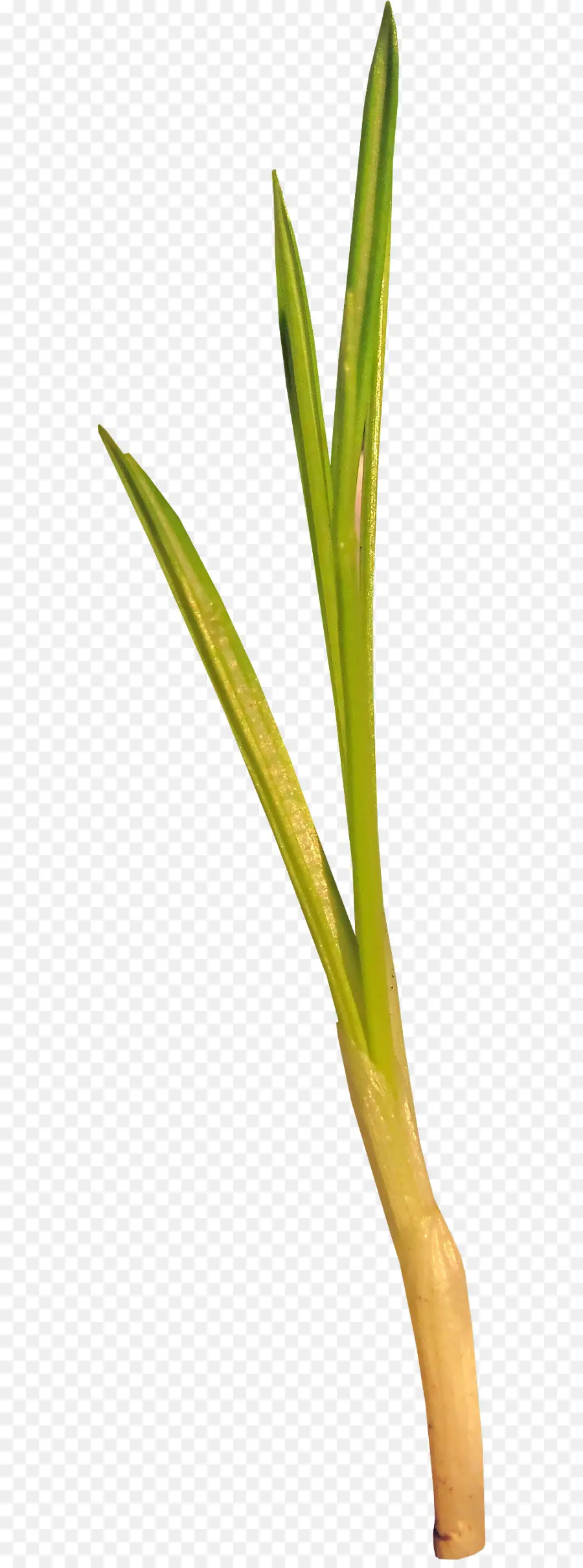 Plante Verte，Feuille PNG