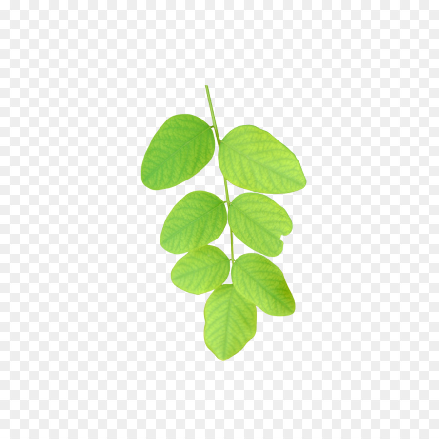 Feuille Verte，Nature PNG