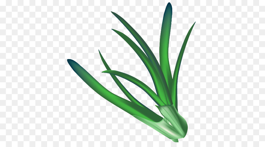 Plante Verte，Nature PNG