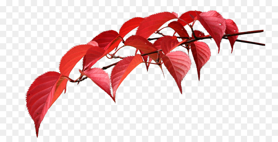 Feuilles Rouges，Automne PNG