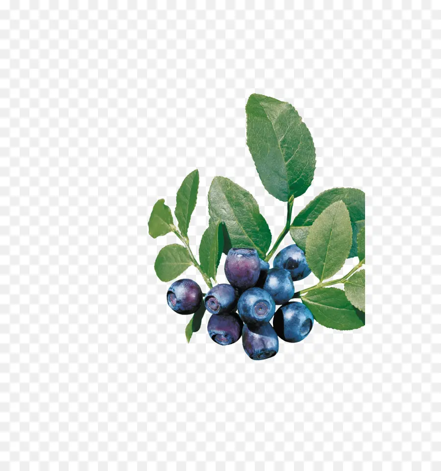 Bleuets，Feuilles PNG