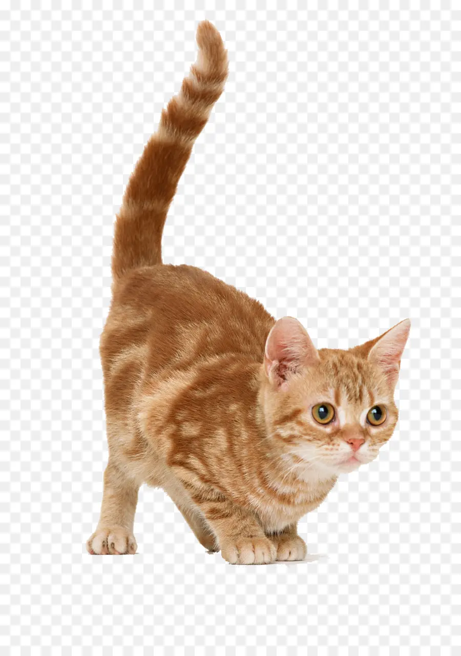 Chat，Animal De Compagnie PNG