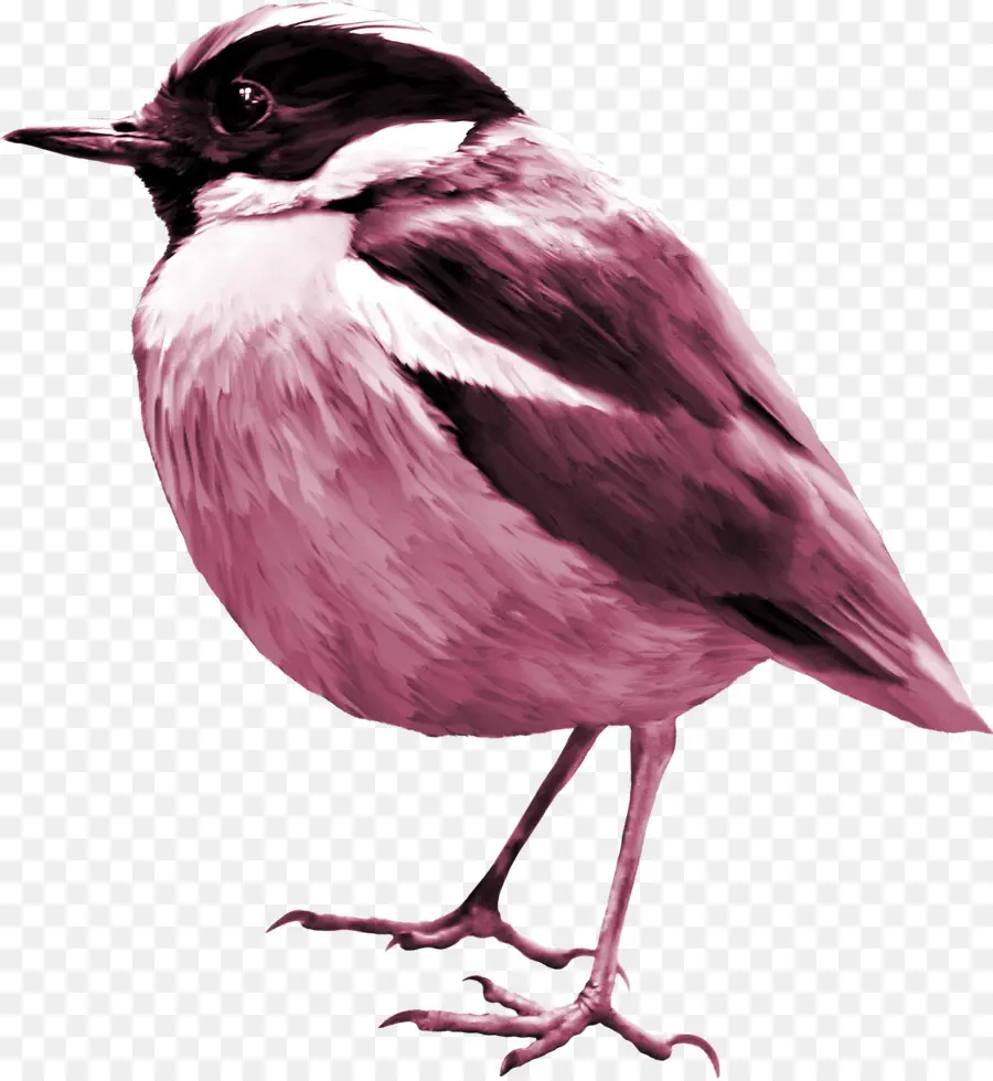 Oiseau，Moineau PNG