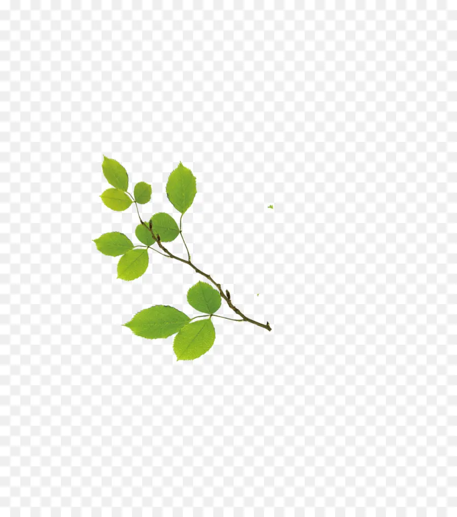 Branche De Feuille Verte，Feuille PNG