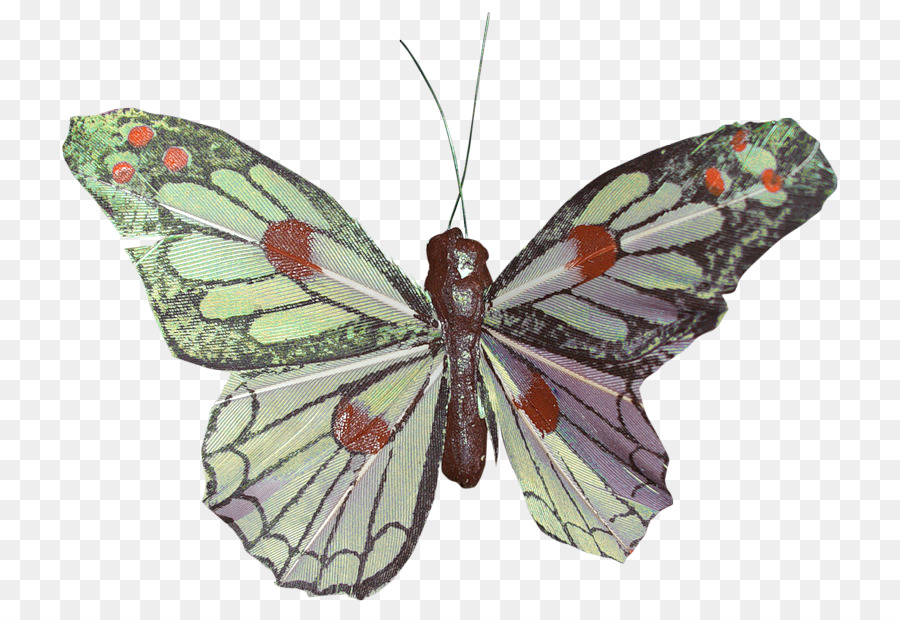 Papillon，Insecte PNG