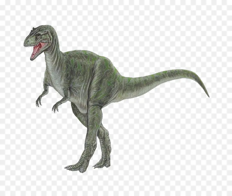 Tyrannosaurus，Allosaure PNG