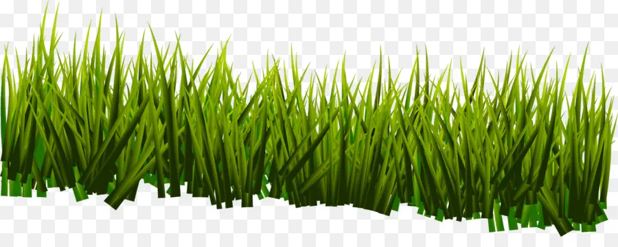 Herbe Verte，Nature PNG