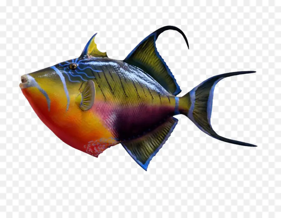 Poisson，Aquatique PNG