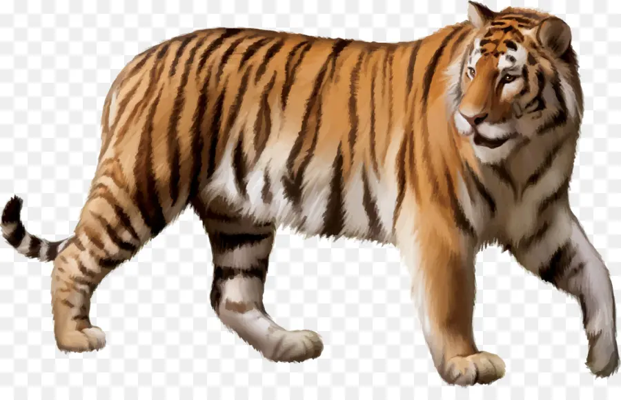 Tigre Du Bengale，Tigre De Sibérie PNG