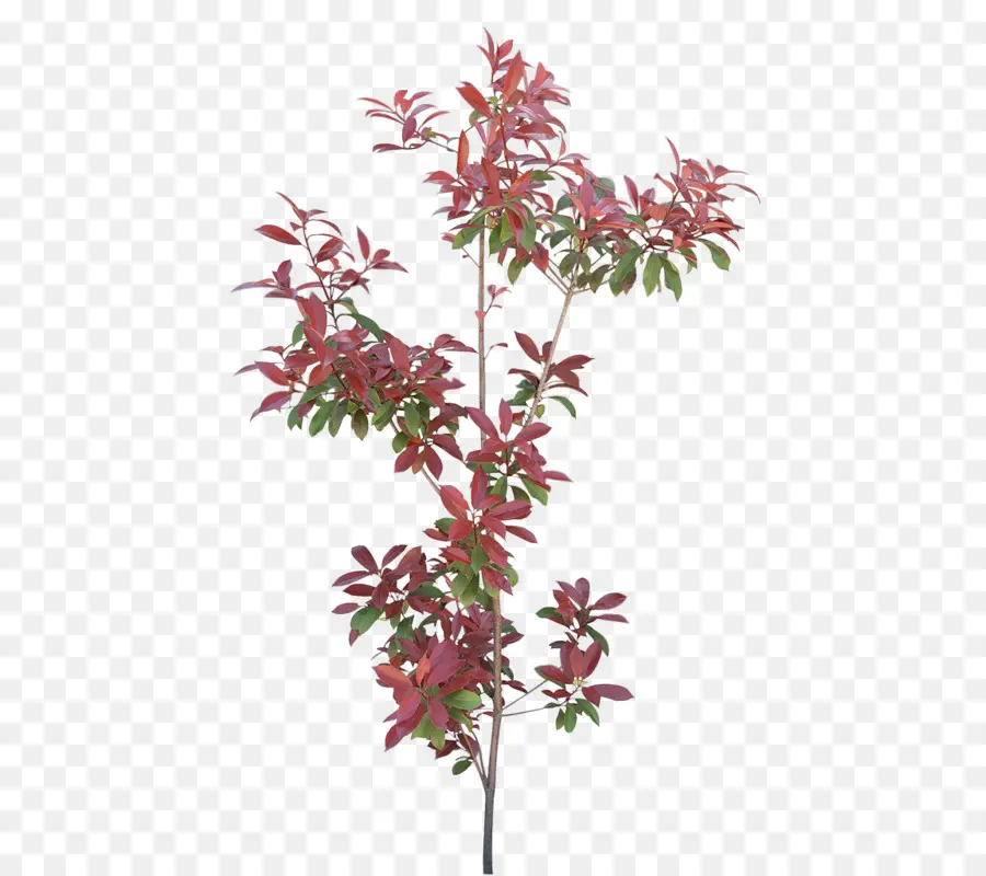 Plante Rouge，Feuilles PNG