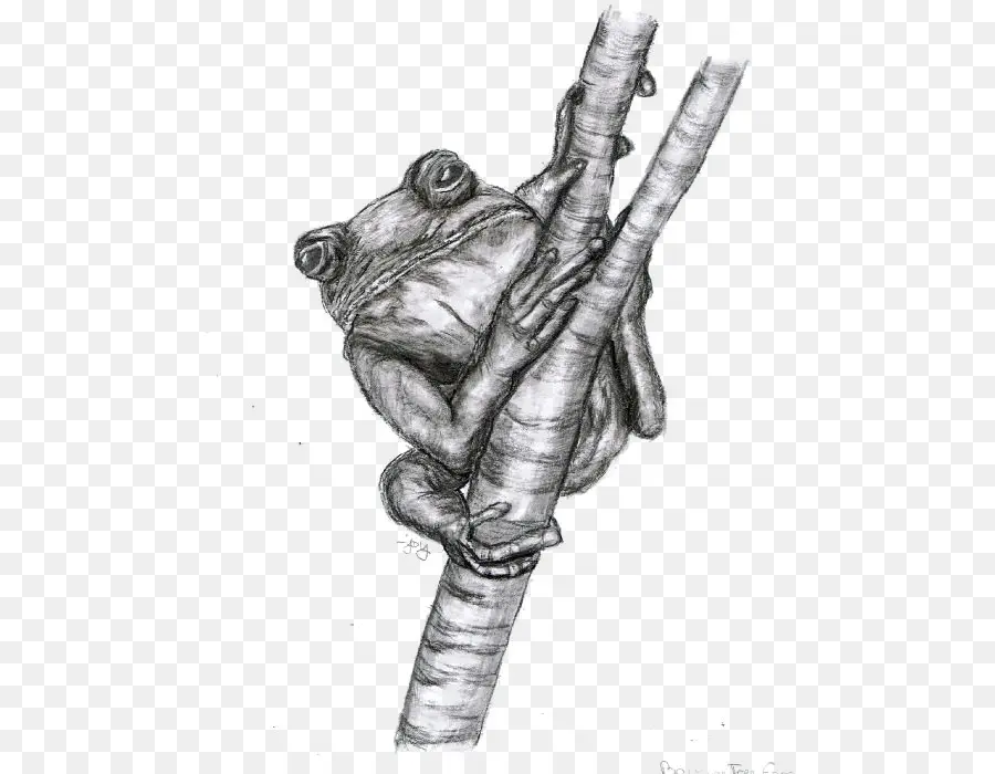 Grenouille，Arbre PNG