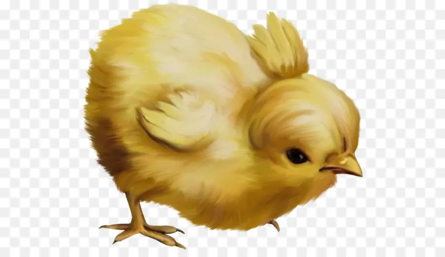 Poussin Jaune，Mignon PNG