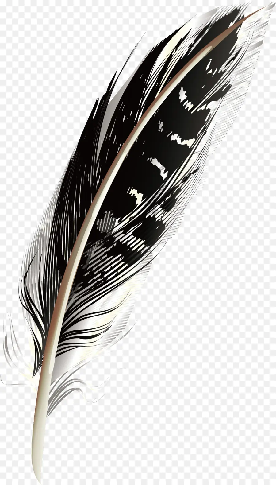 Plume，Plume Blanche PNG