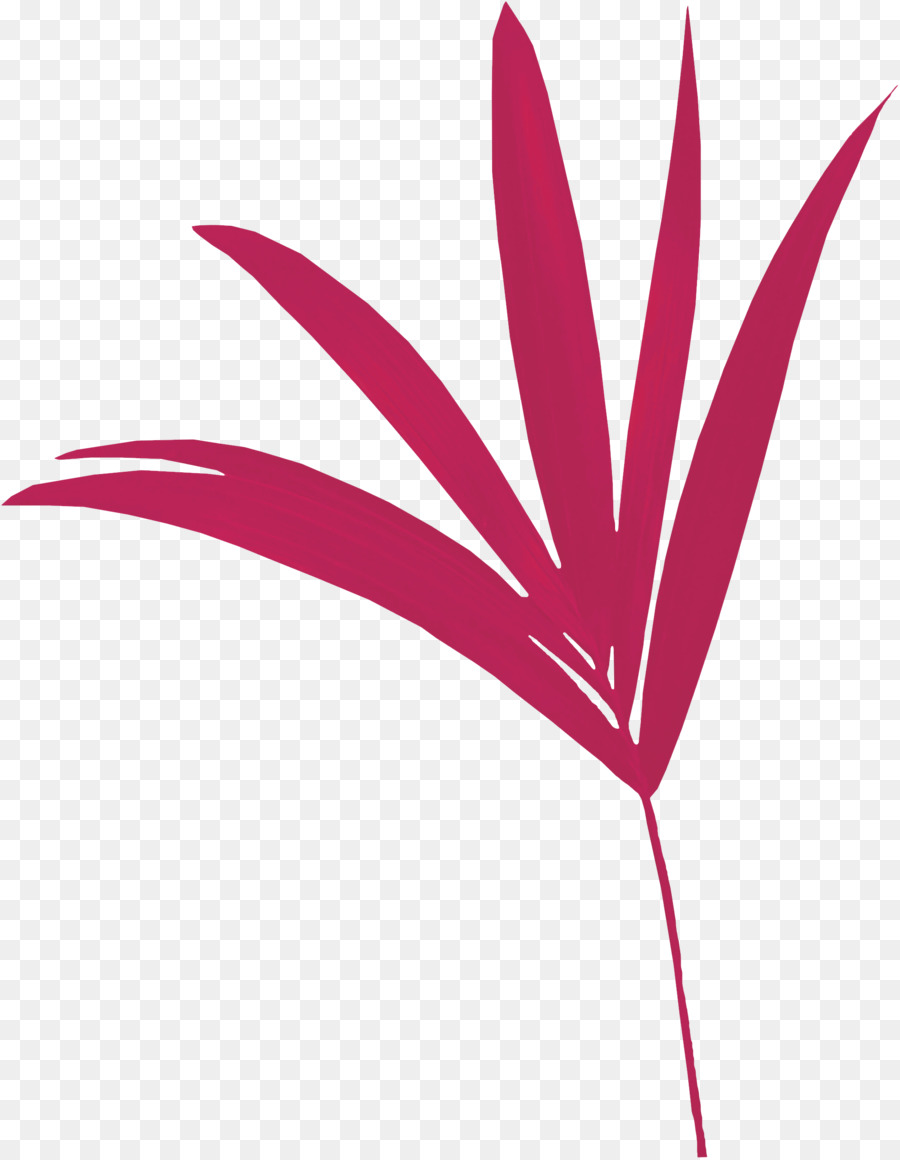 Plante Rose，Feuille PNG