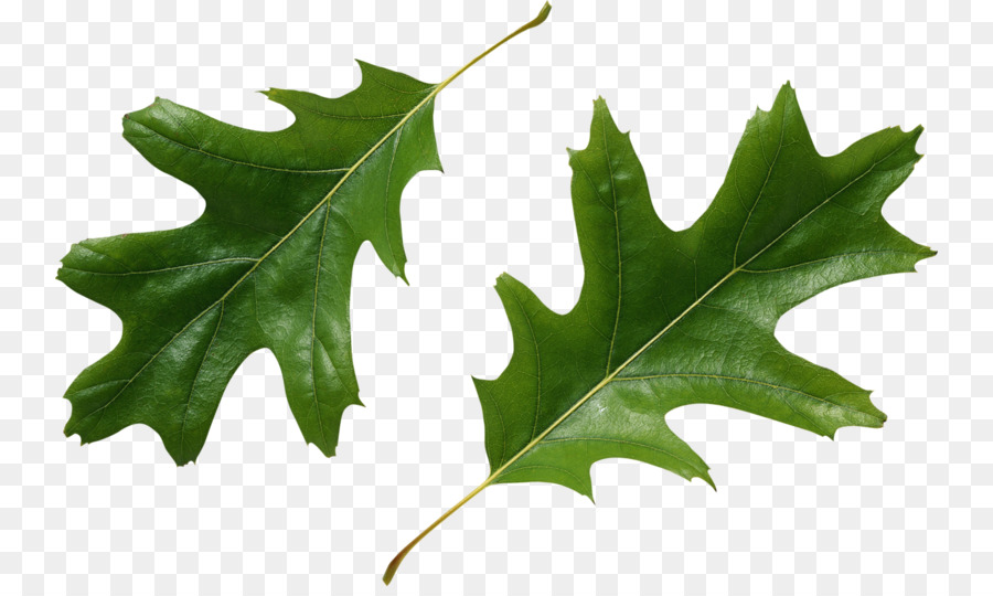 Feuilles De Houx，Feuilles PNG