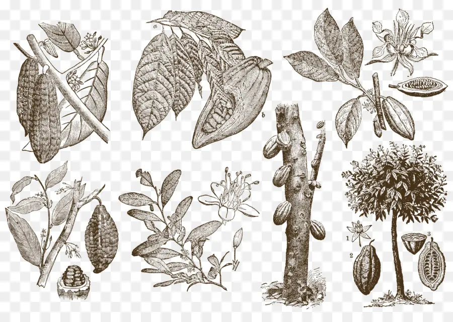 Plante De Cacao，Feuilles PNG