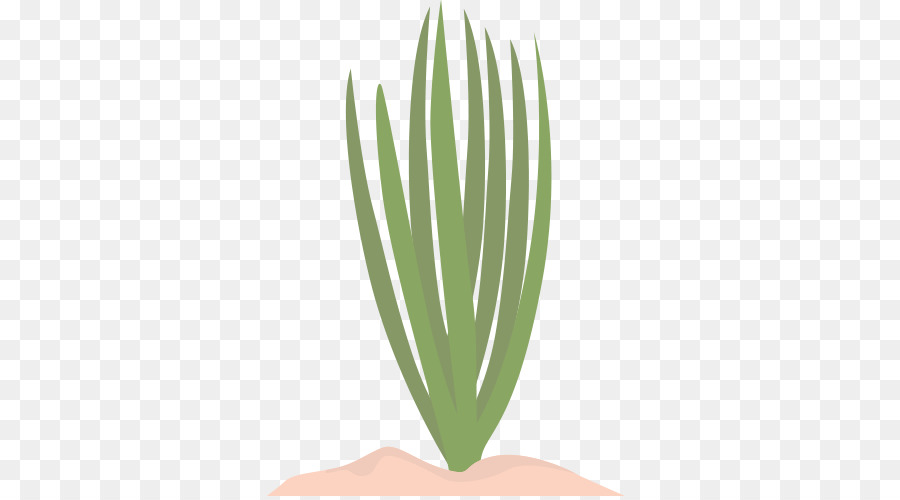 Agave，Succulent PNG