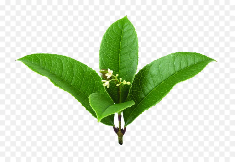 Osmanthus Doux，Feuille PNG