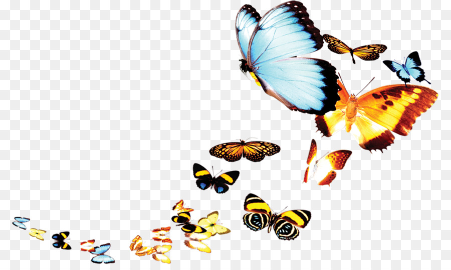 Papillons，Vol PNG