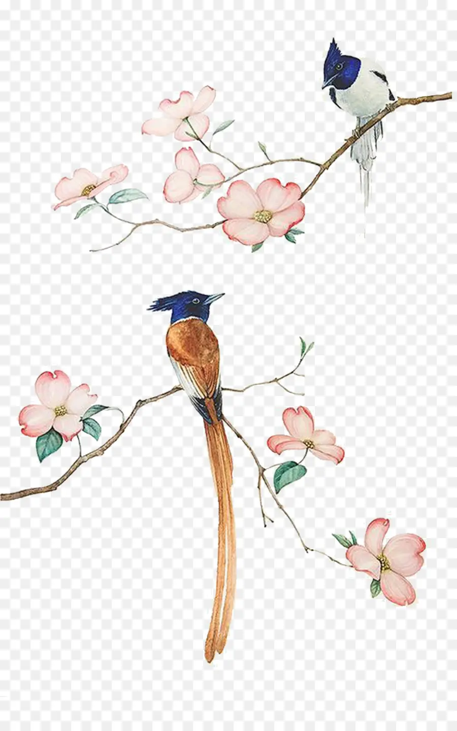 Oiseau，Peinture à L Aquarelle PNG
