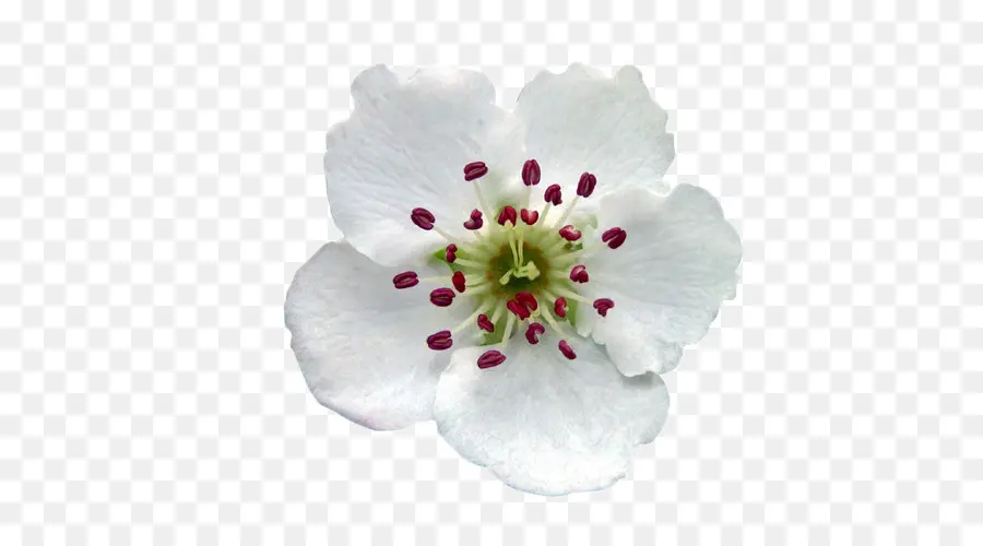Poire，Fleur PNG